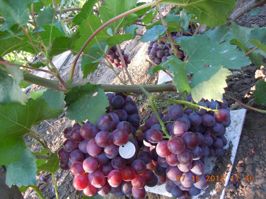 Блог про виноград Киушкина Николая: Сорта винограда селекции Павловского