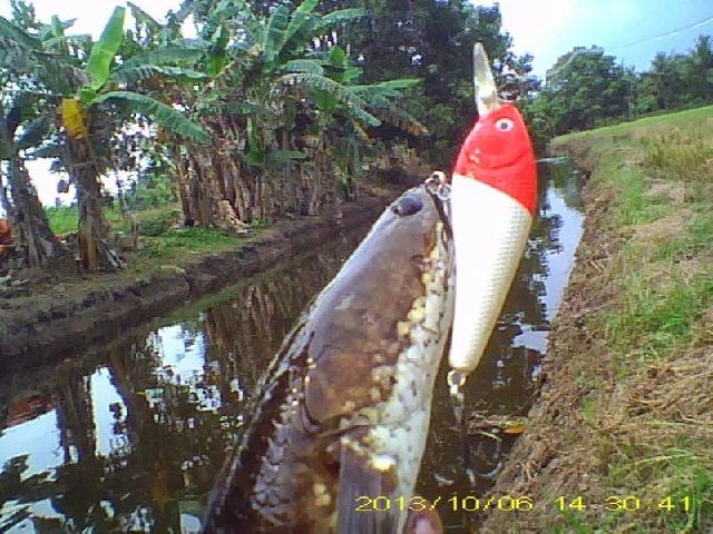 Gambar Ikan Gabus