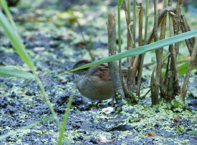 Swamp Sparrow - Prospect Park, New York