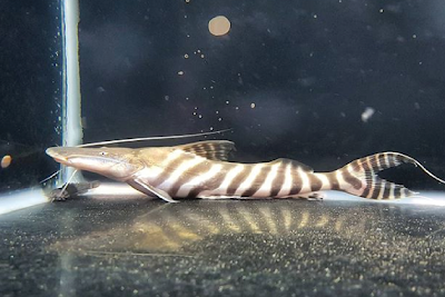 Bentuk Fisik Tigrinus Catfish