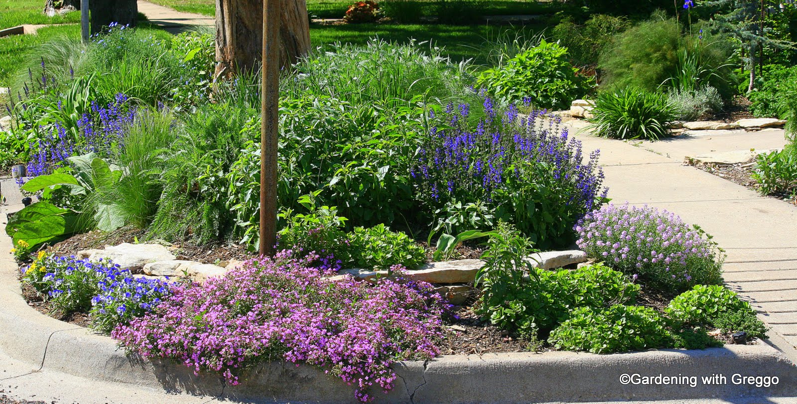 Gardening with Greggo: April Bloom Day: 101, Tornado's, Flu and Landscaping