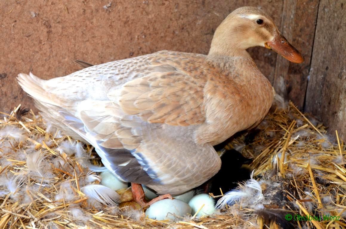 Der Obstbau Wenz Blog Eintrag 53 Nachwuchs bei Laufente Emma und den Turmfalken