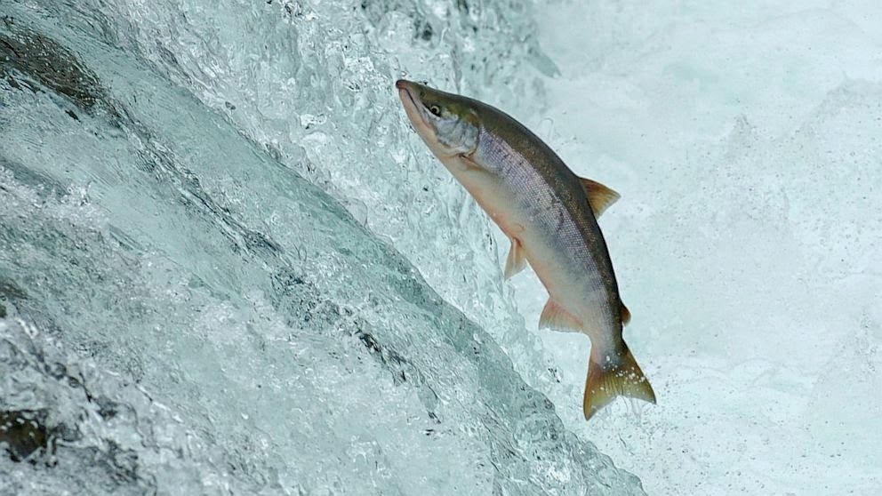 BUKU TIGA LIMA Ikan Salmon Punyai GPS Sendiri??