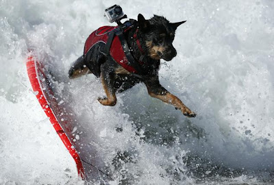 Freckles the Dog and Surf City Surf Competition for Dog