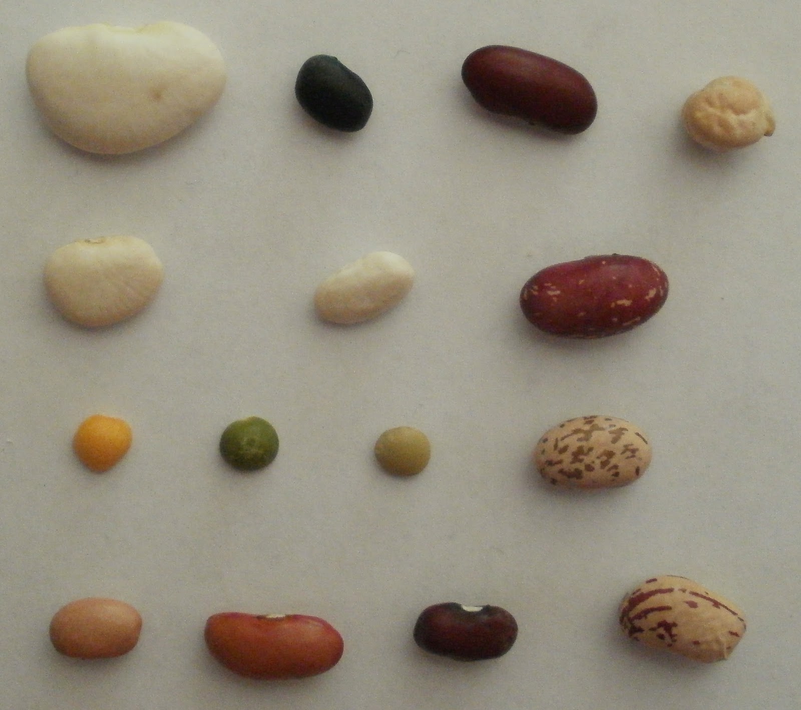 Little Stars Learning Seeds! Seeds! Seeds! Book Activity 1 Seed Sorting