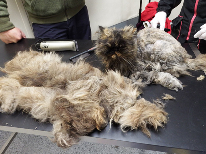 Matted hair can swamp a cat if not groomed Matted hair can swamp a cat if not groomed