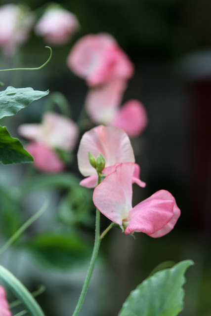 sweet peas, incense peach sweet peas, summer garden, Anne Butera, My Giant Strawberry