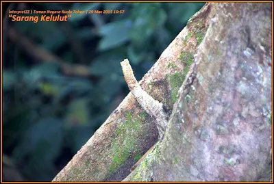 Gambar sarang kelulut di dalam hutan di Taman Negara Malaysia di Kuala Tahan