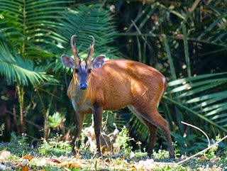 Southern red Muntjac