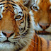 Animal Planet lança Onde Regra tigres, abril 2013