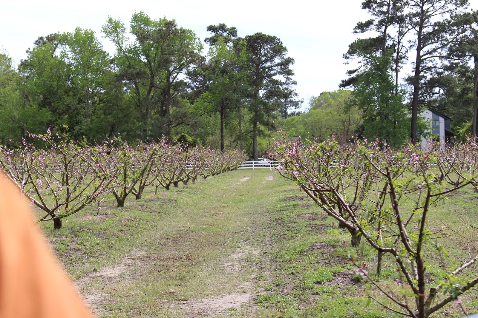 Who will make me laugh America's most photographed plantation....