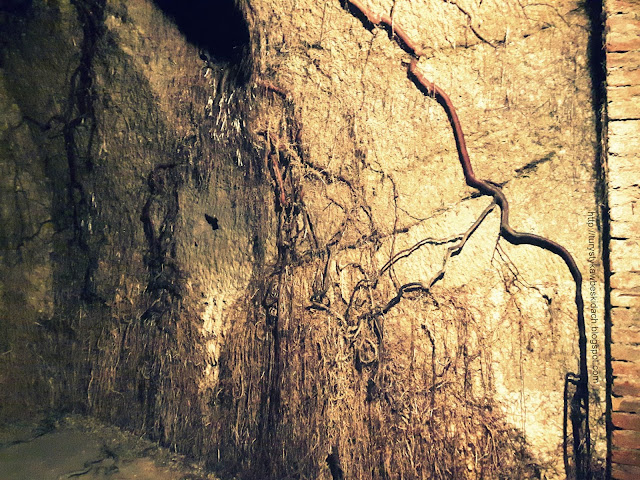 Eger i Korzeń Drzewa w Jaskini Niesamowita Natura Dla Niej Nie Ma Rzeczy Niemożliwych 