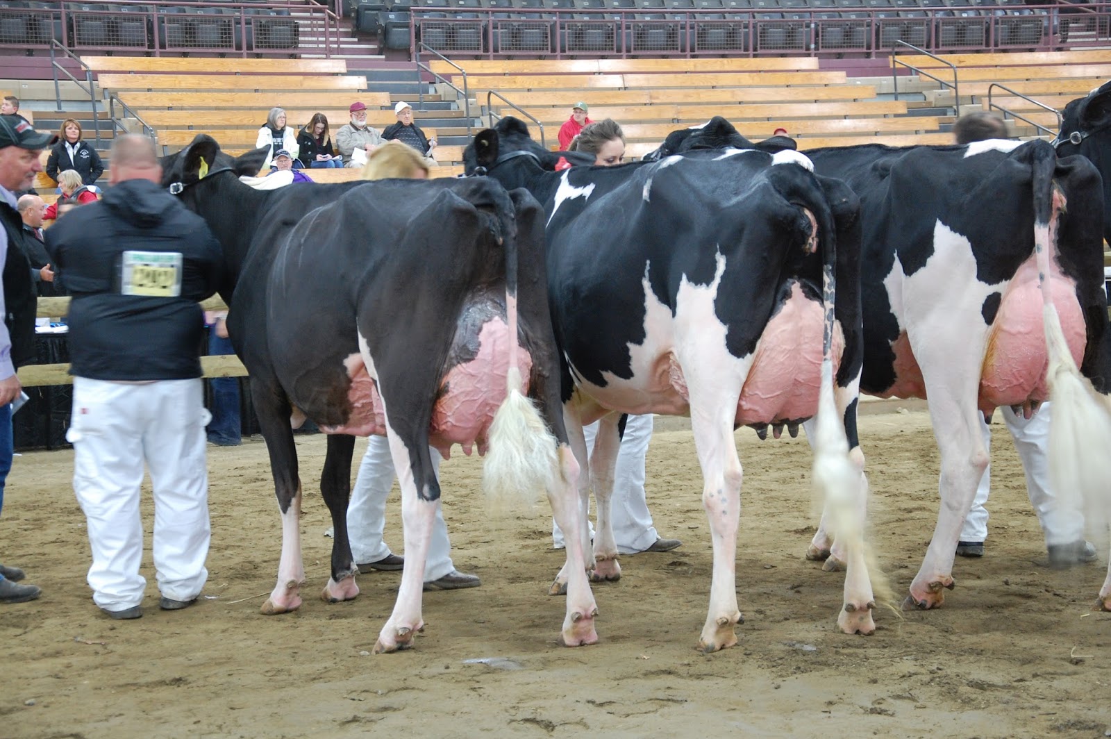 NEWS MidEast Spring National Cow Show
