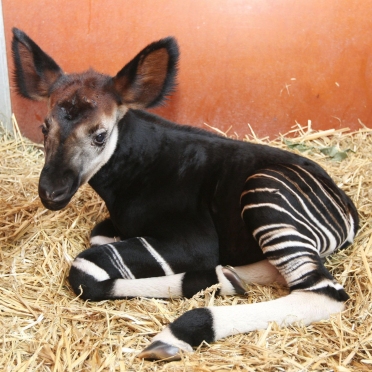 NOS PETITS FRERES LES ANIMAUX: Les okapis