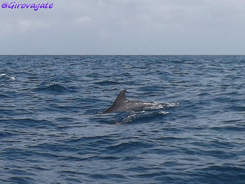 delfini Zanzibar Kizimkazi