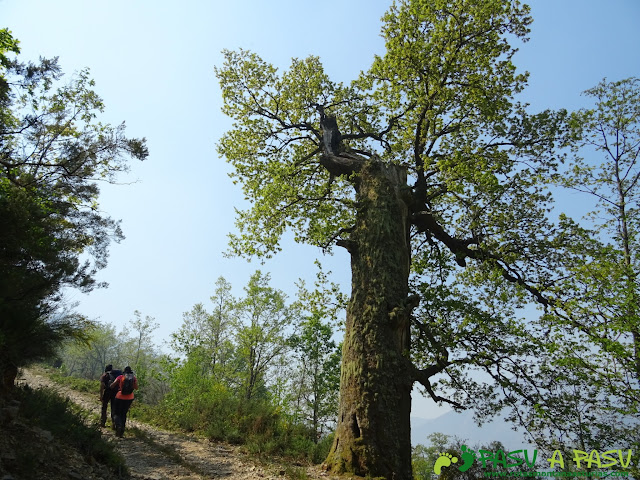 Roble subiendo a la Braña la Folgueirosa en Cangas del Narcea