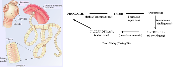 ANIMALIA - Qassampedia.com
