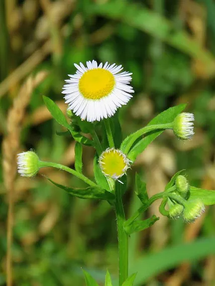 Przymiotno białe (Erigeron annuus) przymiotno
