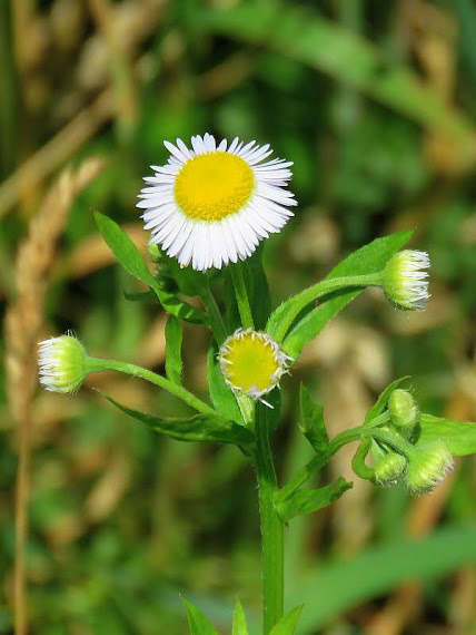 Przymiotno białe (Erigeron annuus) przymiotno