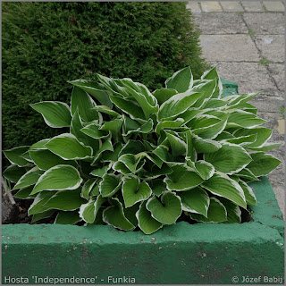 Plant Gallery - Encyklopedia Roślin: Hosta species and cultivars ...