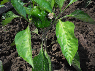 coltivazione peperone
