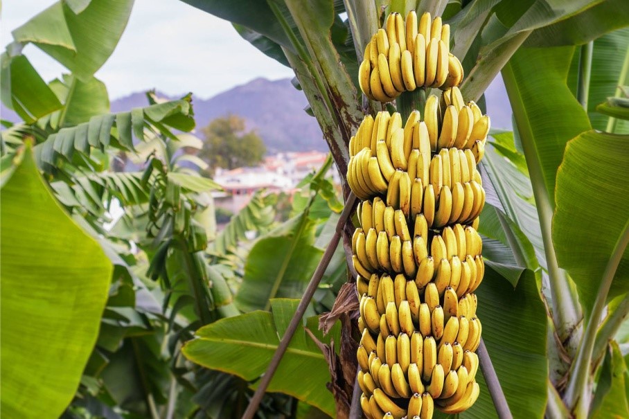 This Button Consists Of Hundreds Of Flowers And Each Flower Becomes A Banana Bananas Grow In Bunches Of About Kilos This Button Consists Of Hundreds Of Flowers And Each Flower Becomes A Banana Bananas Grow In Bunches Of About Kilos