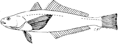 Róbalo patagónico Eleginops maclovinus