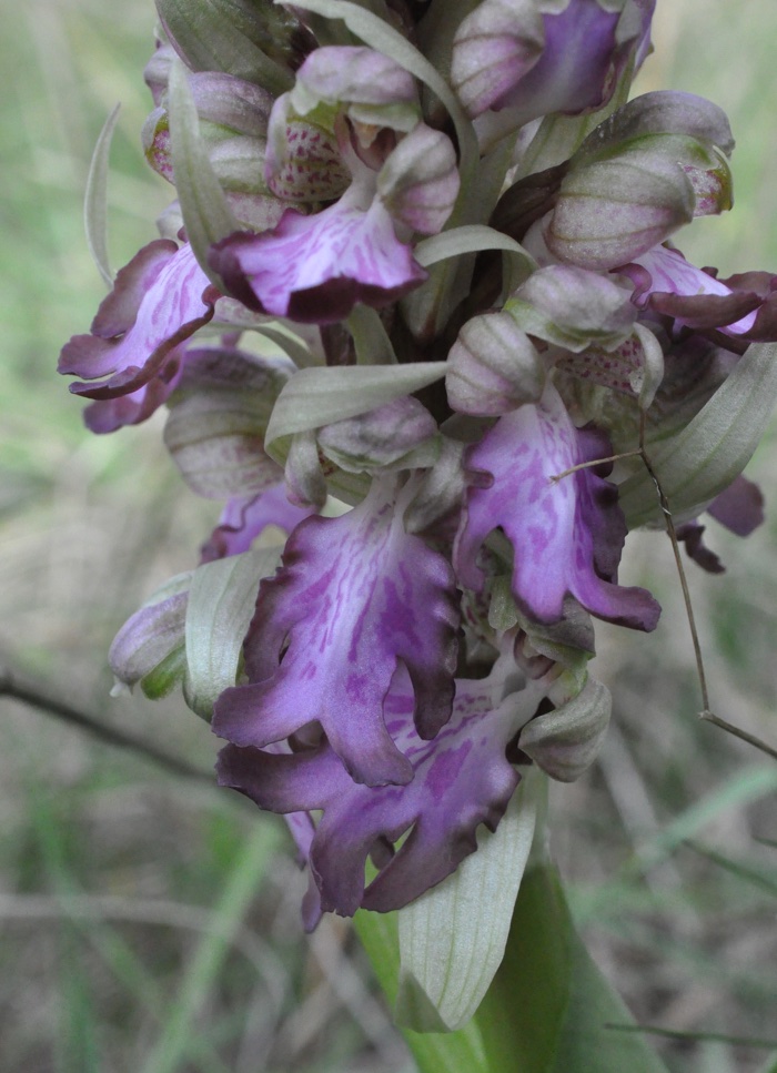 Himantoglossum robertianum Himantoglossum robertianum