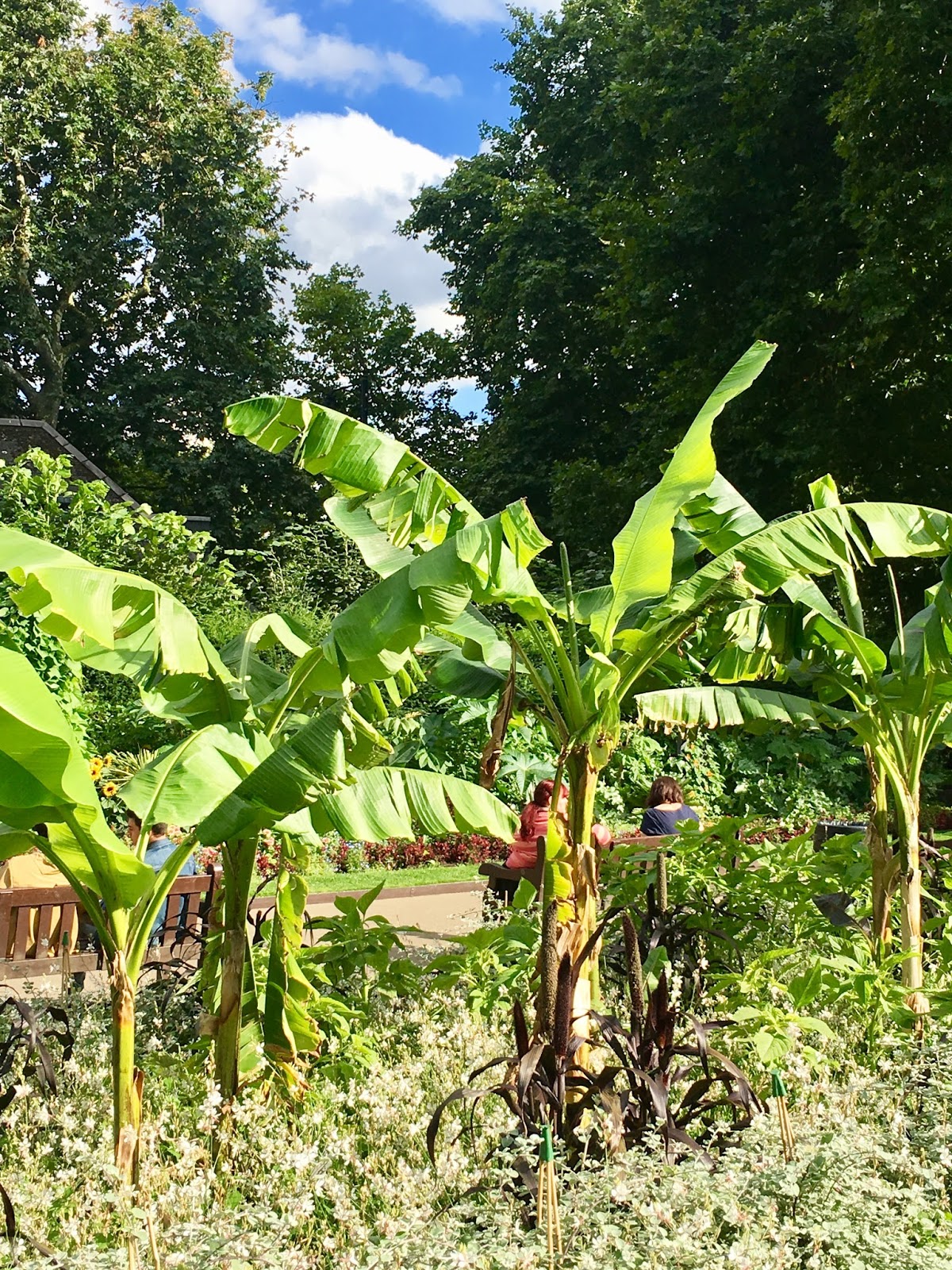 Banana Trees in a London park