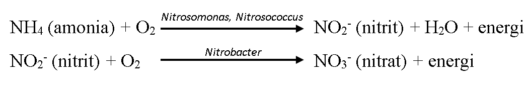 Mikroorganisme yang berperan dalam reaksi penguraian amonia menjadi nitrit adalah