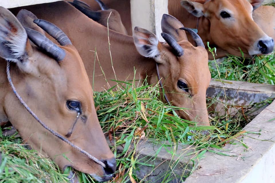 Cara Kerja Hormon Estrogen Dan Progesteron Pada Ternak Ely Setiawan