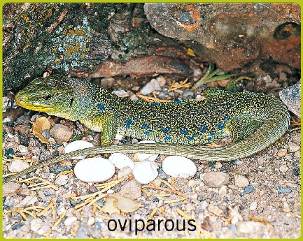 Mi primer año en Red XXI: VERTEBRATES - REPTILES (Unit 4 - Science Y5)
