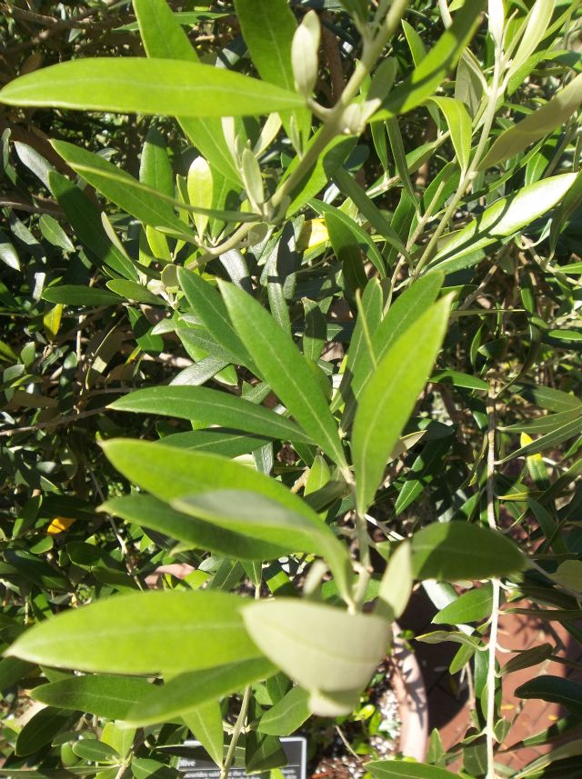 Future Plants by Randy Stewart: Olive