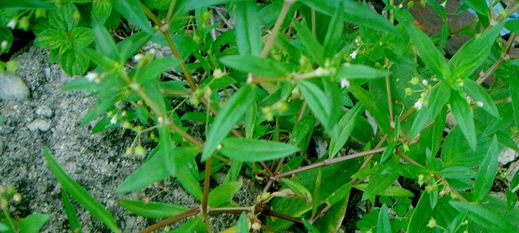 33 Khasiat Rumput Mutiara Untuk Kesehatan ~ Welcome To My Blog