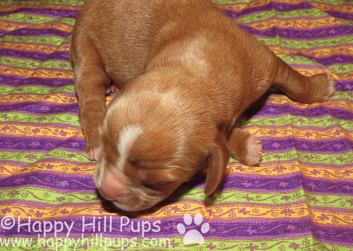 Happy Hill Beagliers Pepper's Puppies 3 Days Old