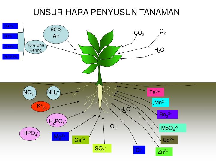 UNSUR HARA YANG DIBUTUHKAN OLEH KELAPA SAWIT
