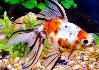 Ikan Mas Koki Calico Gambar Ikan Mas Koki Calico