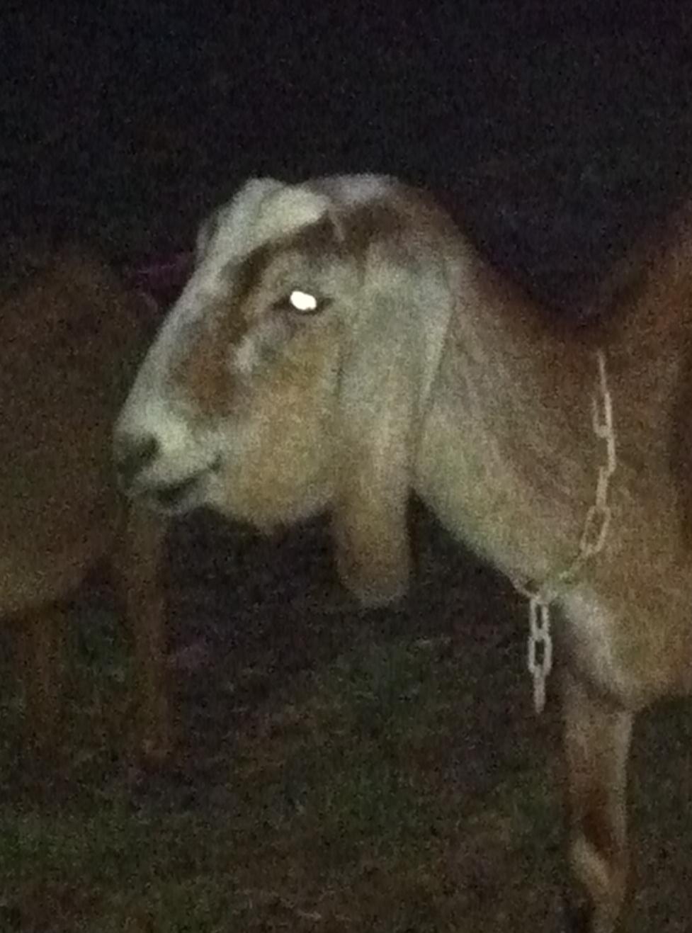 Country Life Connie bottle jaw