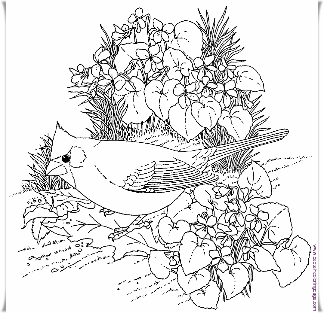 printable-coloring-pages-birds-printable-blank-world