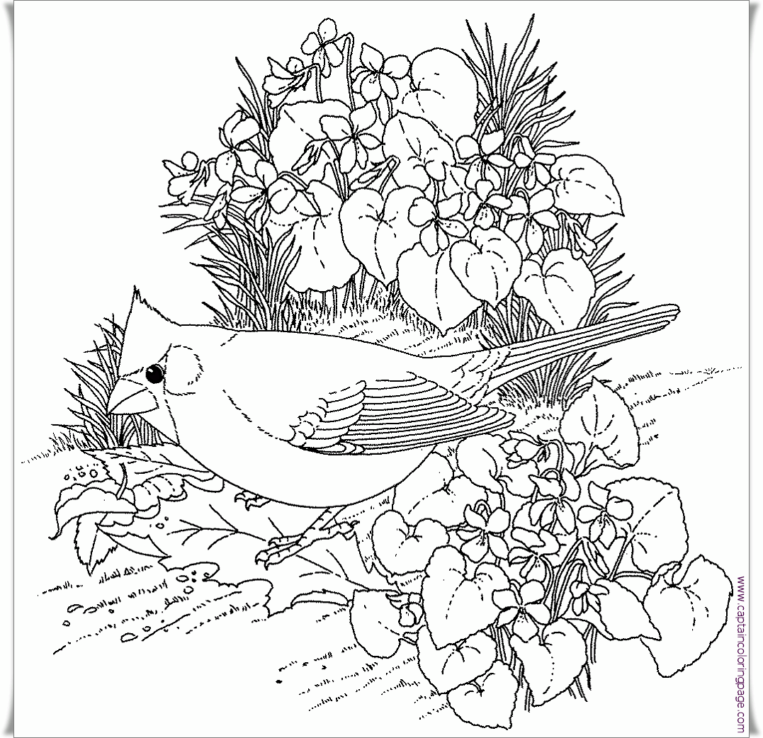 Coloring Book Pdf Download