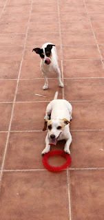 Playtime for the puppies Playtime for the puppies