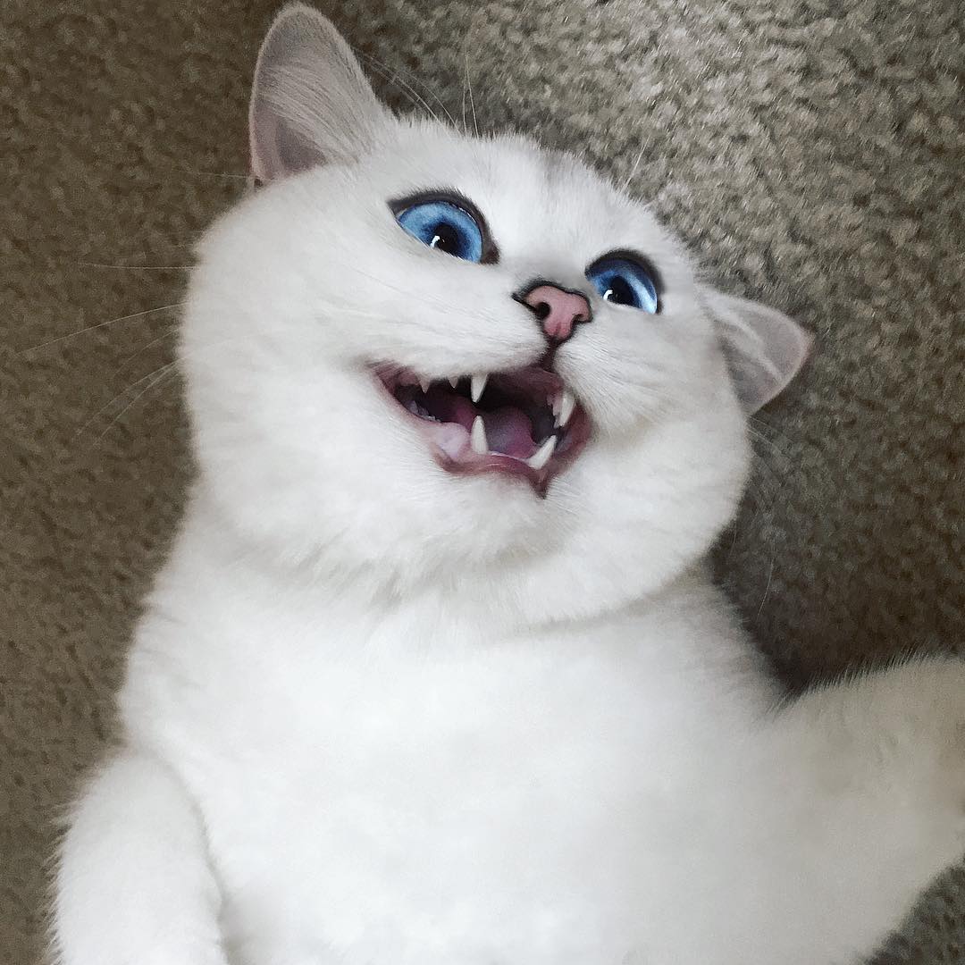 Кошки с самыми красивыми глазами