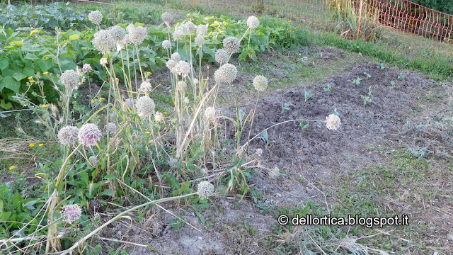 cavoli broccoli cavolfiori e porri nell orto della fattoria didattica dell ortica a Savigno Valsamoggia Bologna vicino Zocca in Appennino