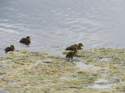 Tule Lake National Wildlife Refuge