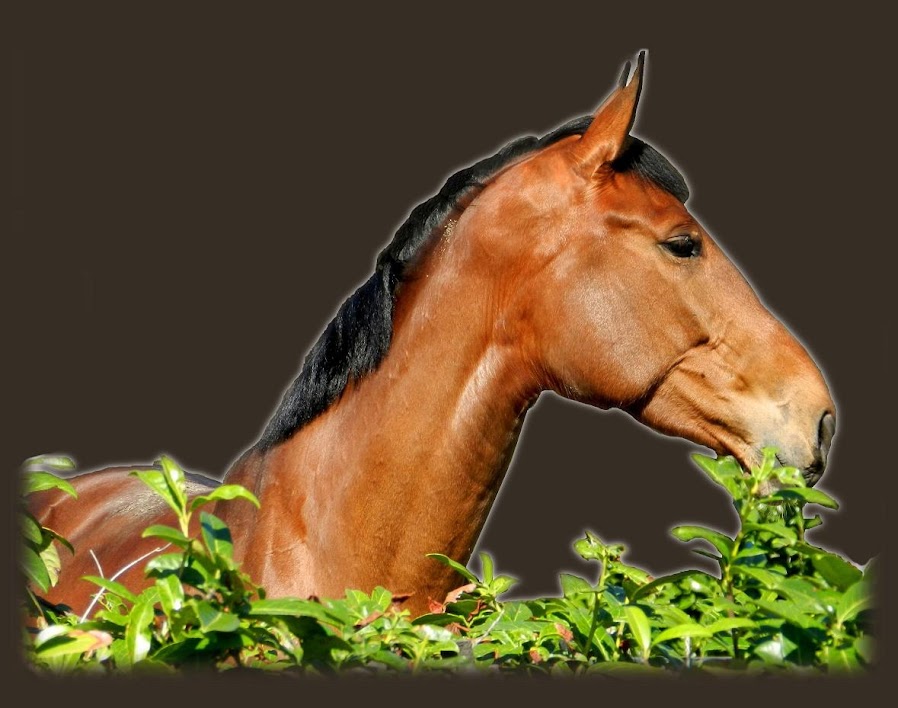 Cheval évasion Les tendons et ligaments