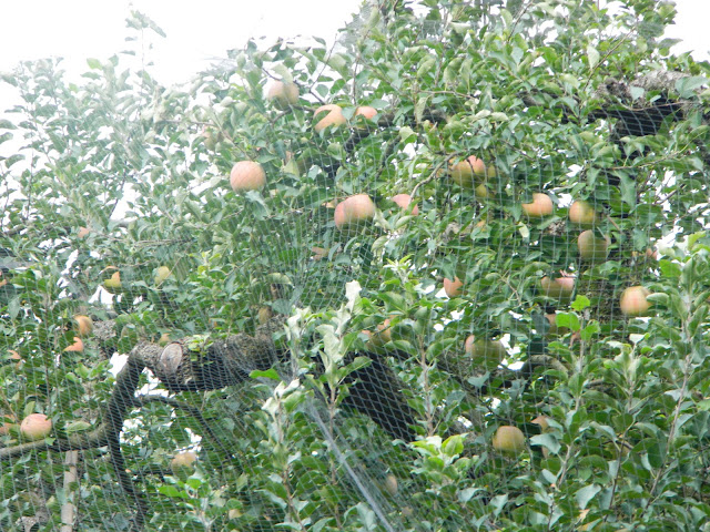 Apple trees laden with fruit in Gyeongju, Korea