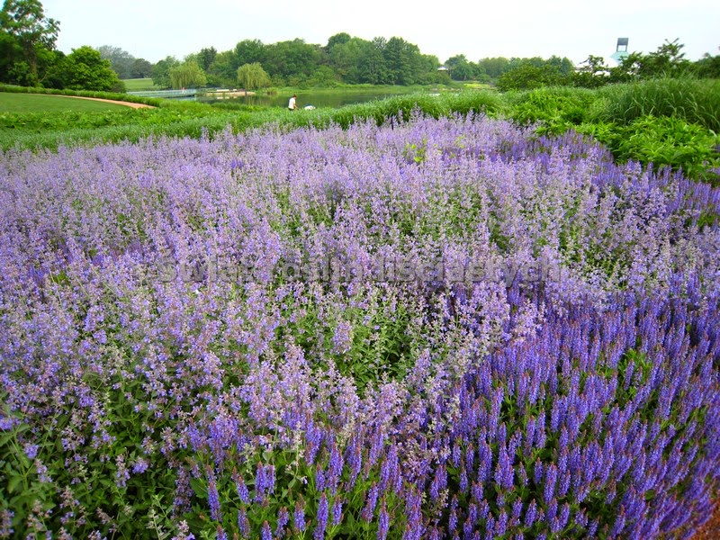 Salvia meadow honey plant