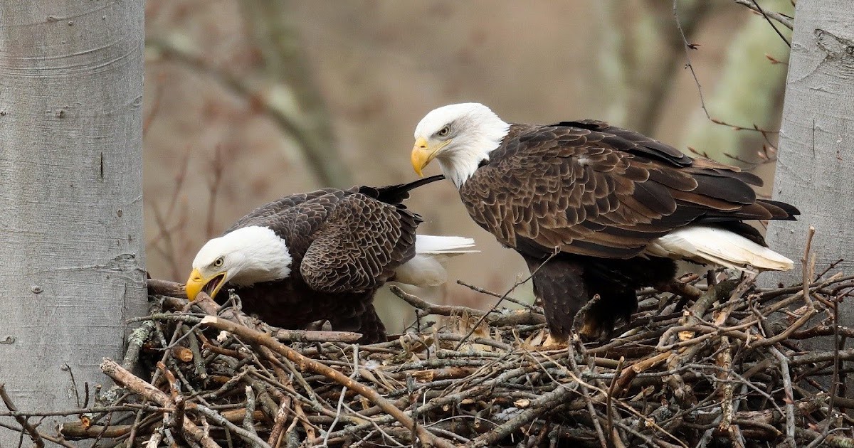 Ohio Birds and Biodiversity Bald eagles prove healthy environment is
