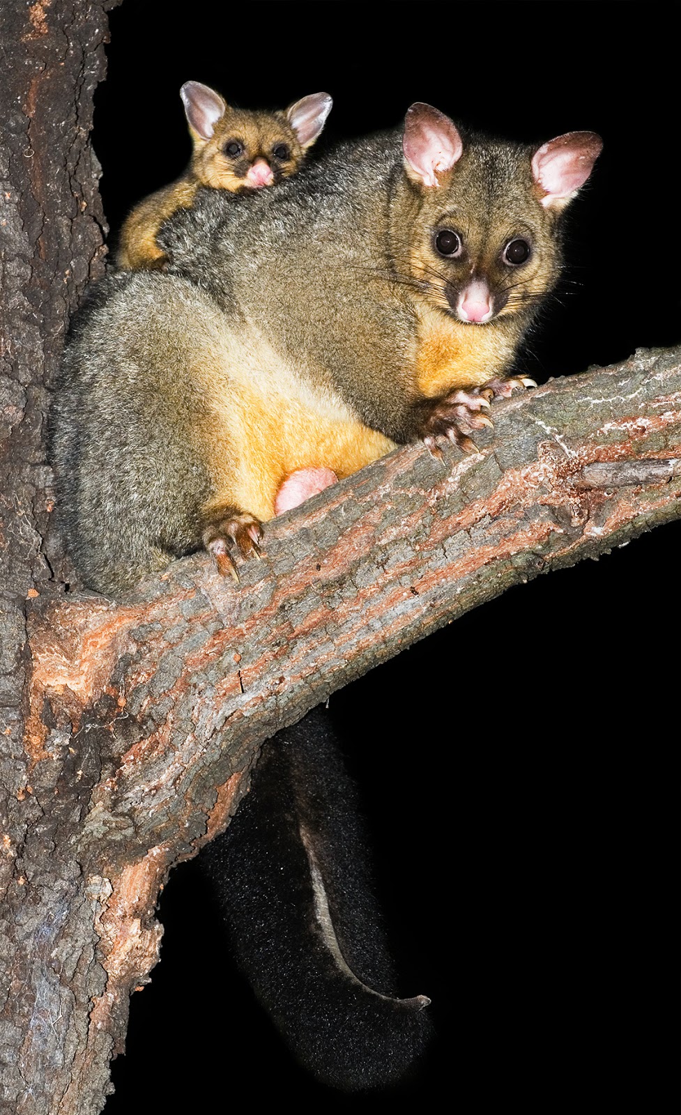 Mammals Animals: Trichosurus vulpecula 1