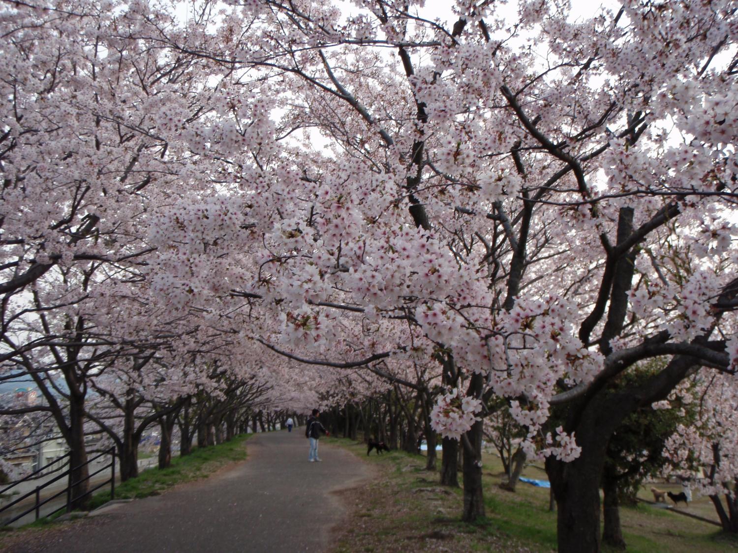Fresh New Bunga Sakura Fresh New Bunga Sakura